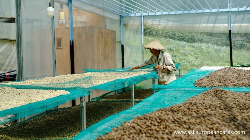 How to Use Green Coffee Beans