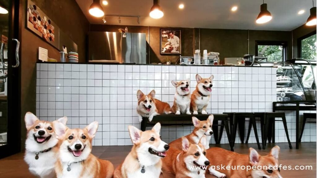 Why I Recommend Corgi Cafe