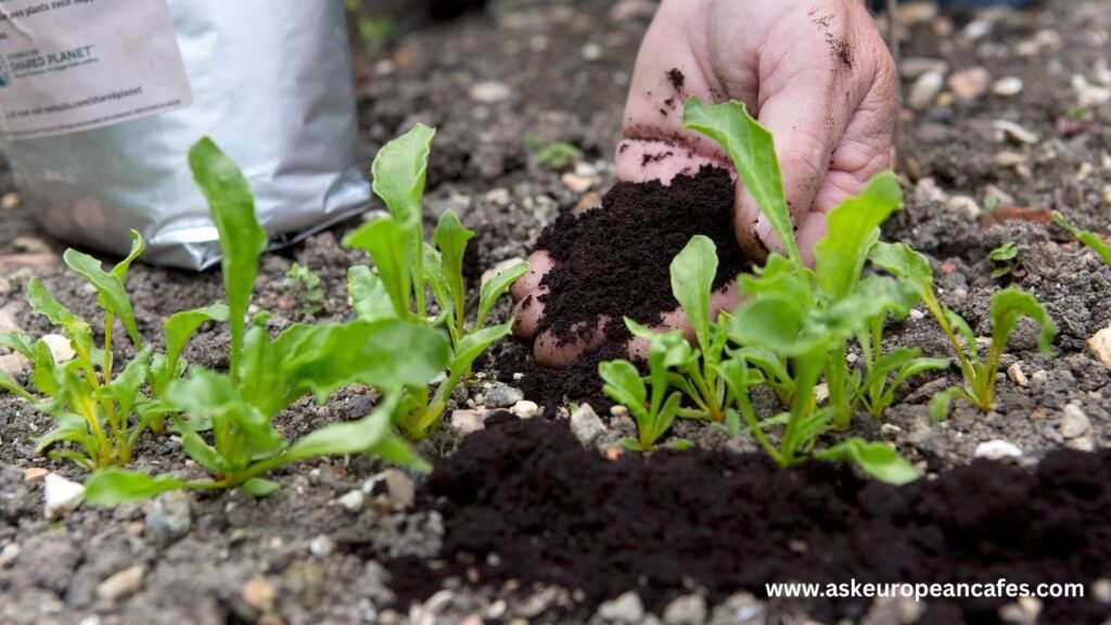 Coffee Grounds As Fertilizer