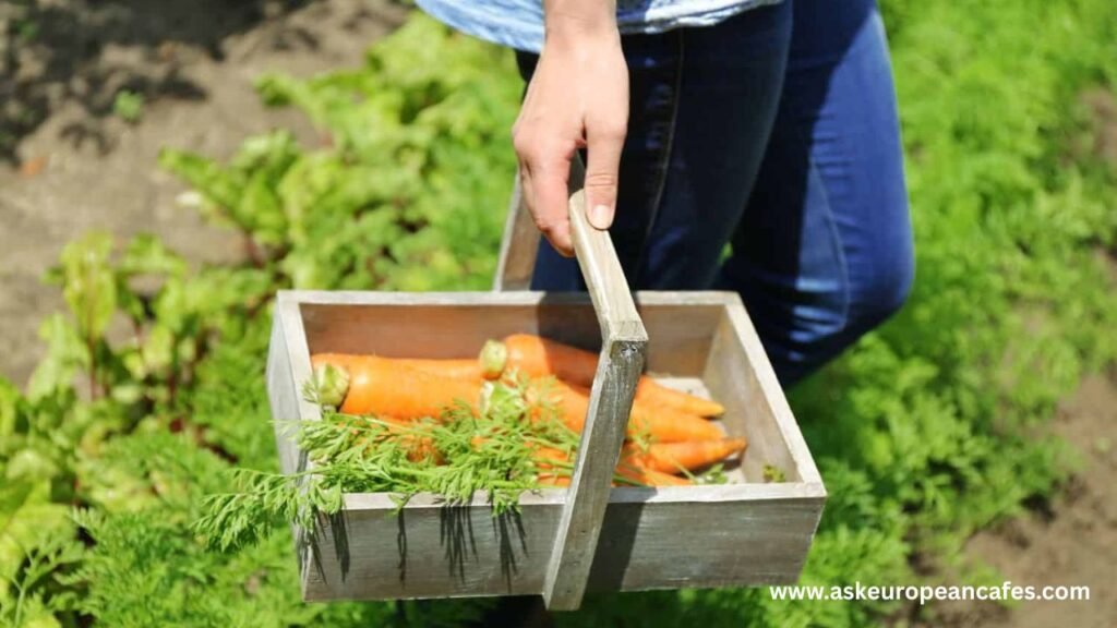 Vegetables That Thrive with Coffee Grounds