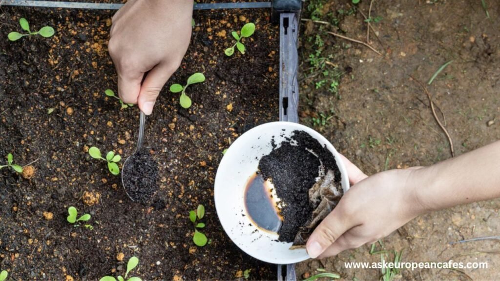 How to Use Coffee Grounds as Fertilizer in Your Garden