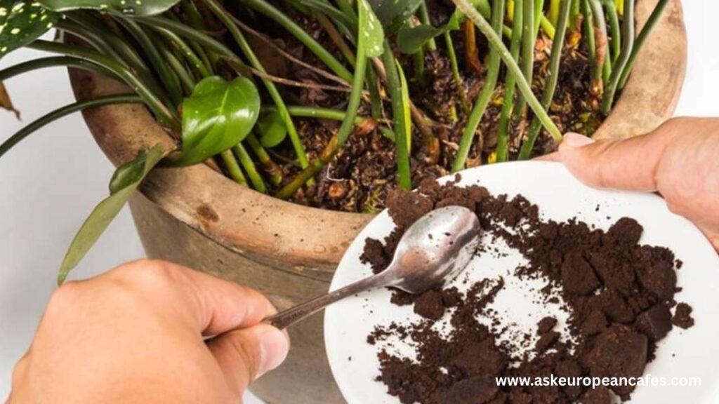 Why should coffee grounds be used in moderation in the garden?